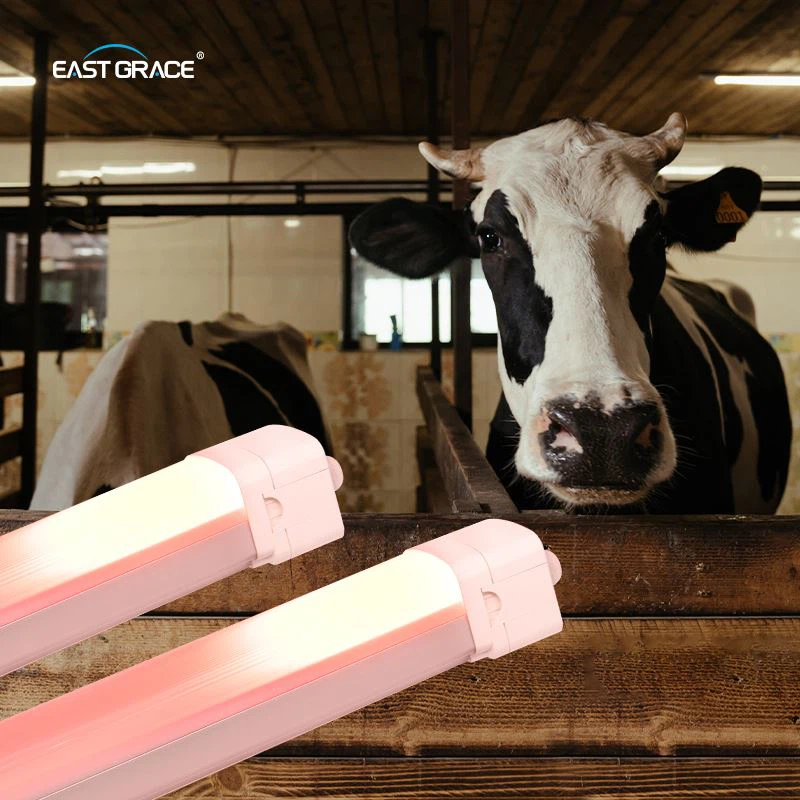 LED Dairy Barn Light Fixture