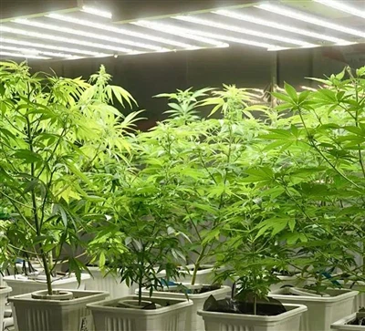 Can Grow Lights Increase Crop Yields?