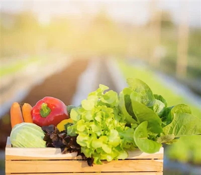 What You Need To Successfully Grow Tomatoes