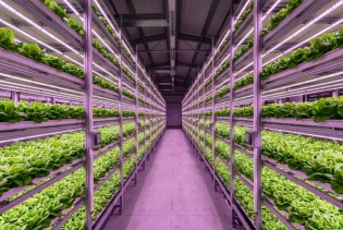 Strong Southeast Asia Demand For Grow Lights