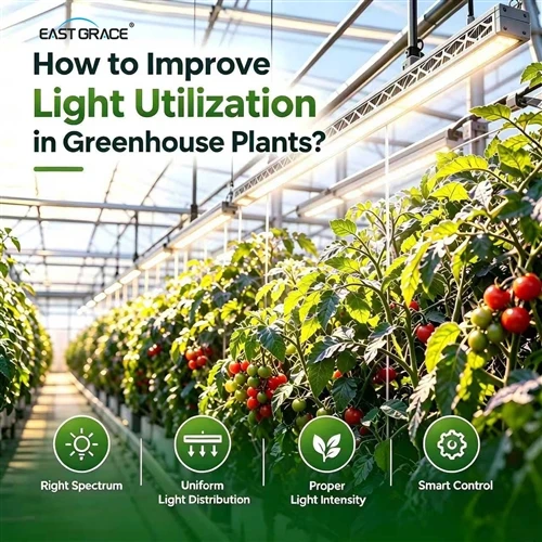 How To Improve Light Utilization For Greenhouse Plants?