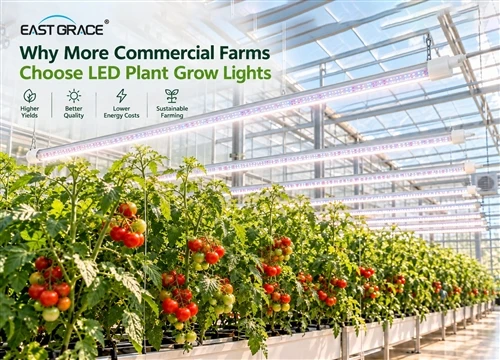 Why Are More Commercial Farms Choosing LED Grow Lights?