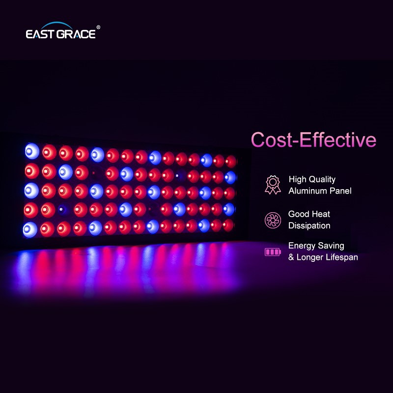 product-800-800